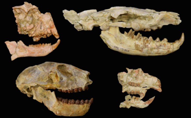 Crânios de primatas, hiaenodontes e roedores usados ​​no estudo