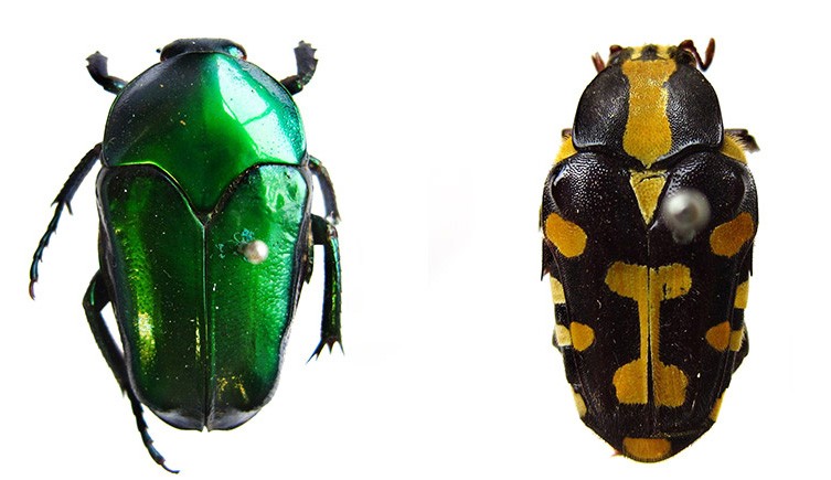 Two colourful pinned beetle specimens, one shiny green, one black with yellow markings