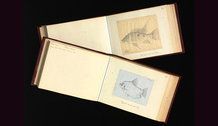 Two black and white drawings of fish, bound into books