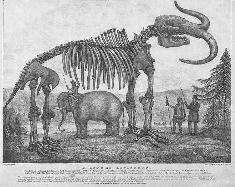 Missouri Leviathan: The making of an American mastodon | Natural History  Museum