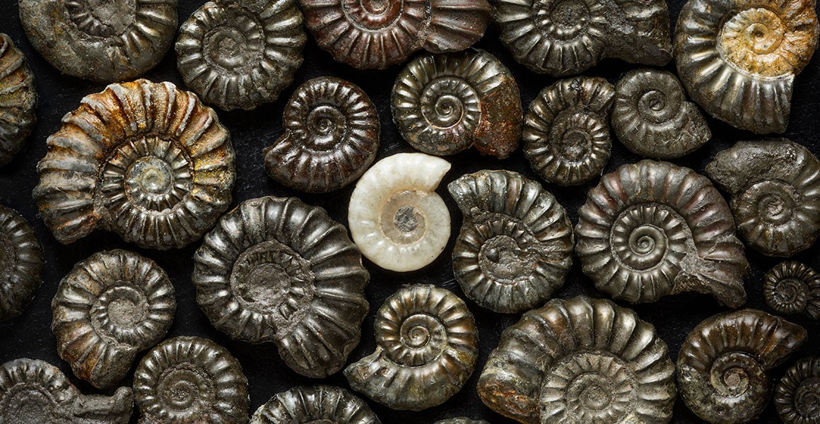 What is an ammonite? | Natural History Museum