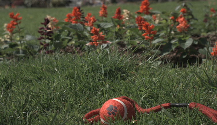 How a human sees a park with red and cream flowers, green grass and a red ball
