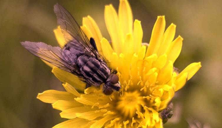How a human sees a fly on a yellow flower