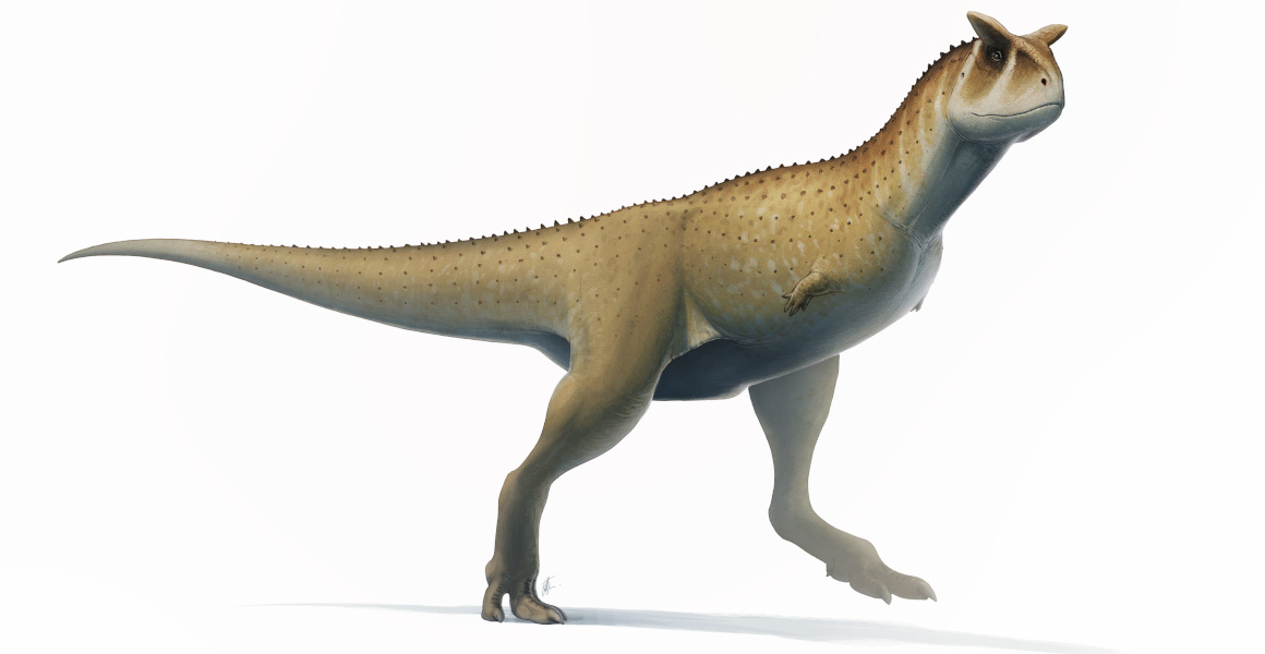 New armless abelisaur dinosaur species discovered in Argentina | Natural  History Museum