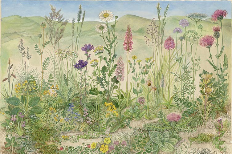 Floral diversity illustrated by Barbara Nicholson