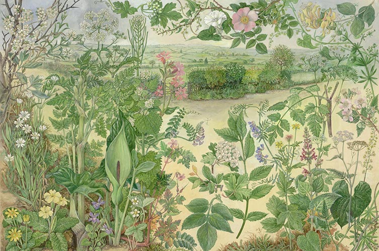 Hedgerow plantlife illustration by Barbara Nicholson