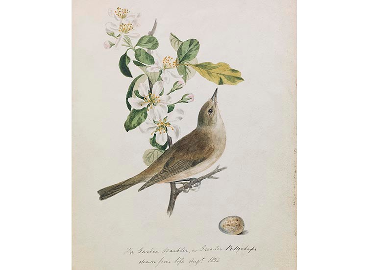 1  Illustrated sketches of natural history  Biodiversity Heritage Library