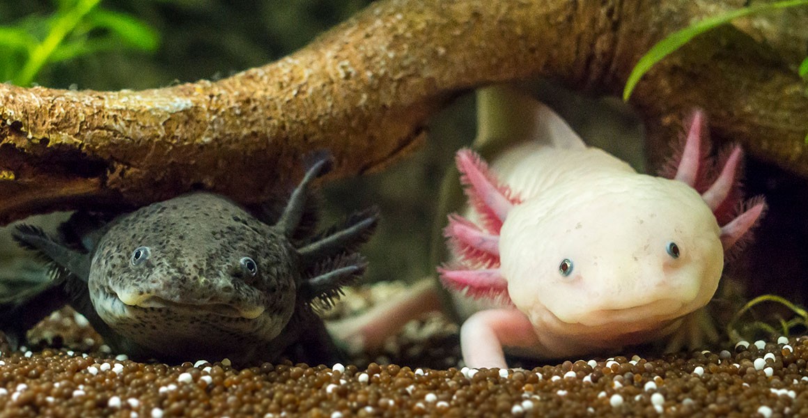 Two axolotls, one brown-grey and one pink, side-by-side in an aquarium tank
