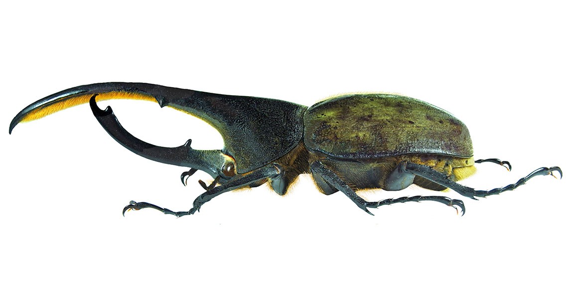 Kích thước bọ cánh cứng - Bạn có bao giờ tự hỏi kích thước thật sự của bọ cánh cứng? Hãy xem hình ảnh mới nhất của chúng tôi để có được câu trả lời. Bạn sẽ ngạc nhiên trước sự đa dạng và kích thước của chúng.