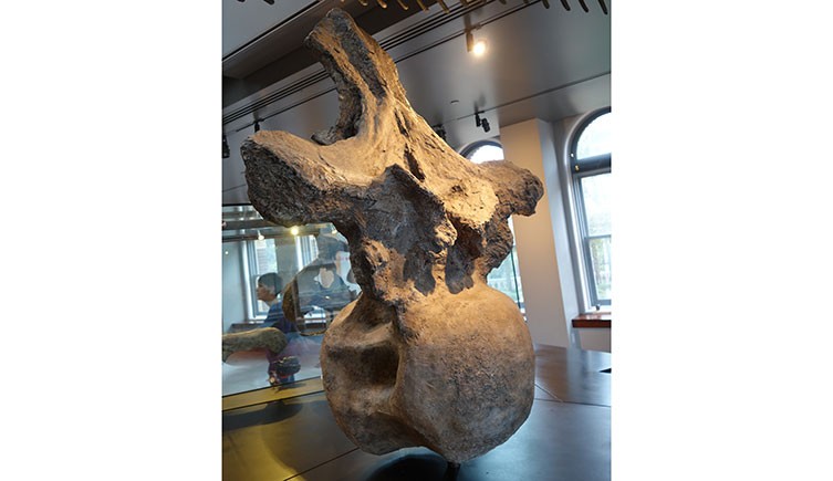 A giant vertebra on display in a Museum