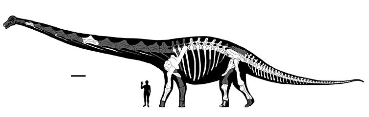 A diagram of Dreadnoughtus that highlights the bones that have been found so far. 