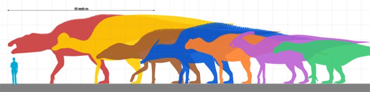 A diagram showing a size comparison of several giant ornithopod dinosaurs