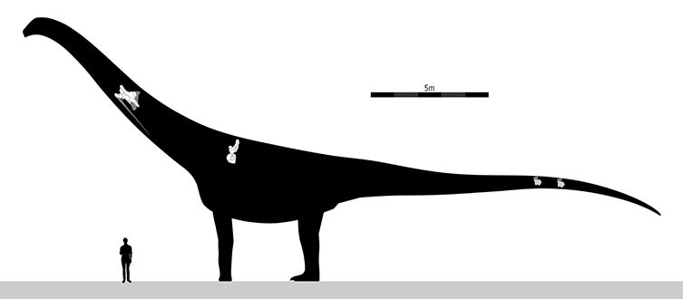 An diagram of Puertasaurus showing the four bones that have been discovered. 