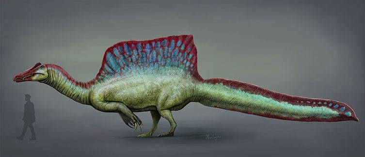 An illustration of Spinosaurus with a human for size comparison