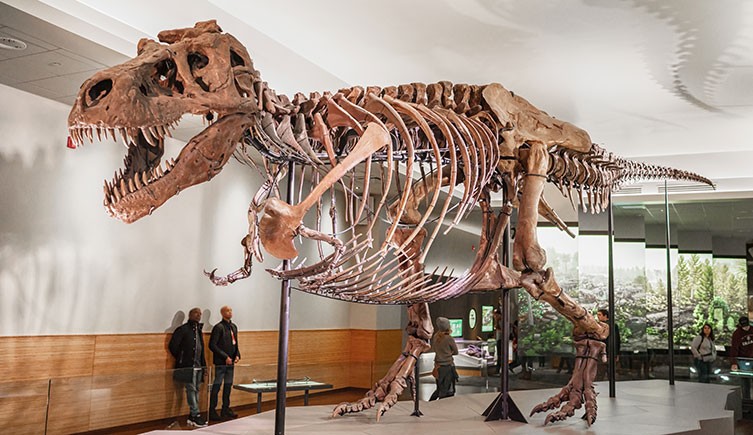 A Tyrannosaurus skeleton on display at a Museum