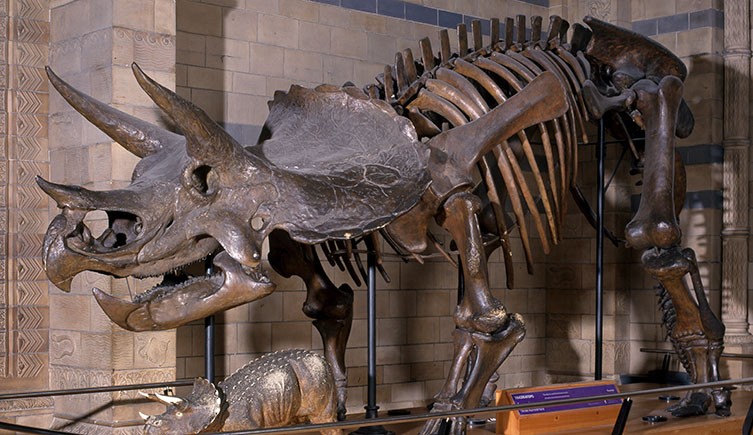 A Triceratops skeleton on display at the Museum