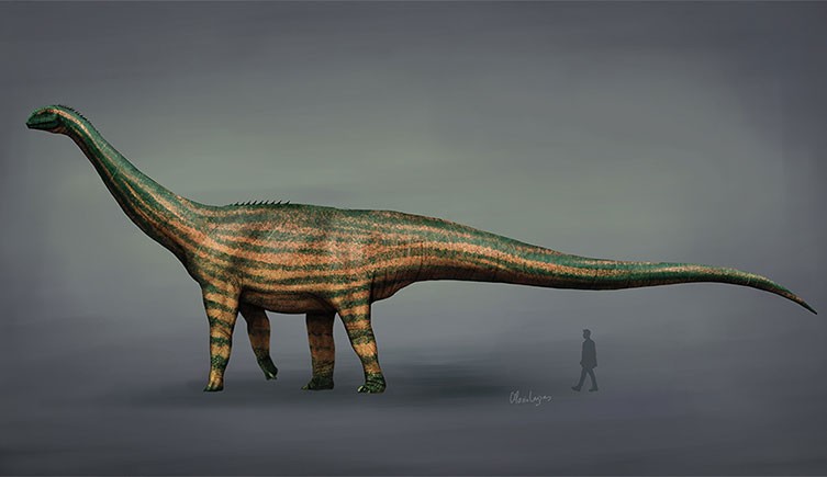 An illustration of Turiasaurus with a human for size comparison