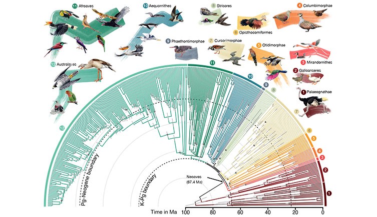 A evolutionary tree showing the relationships between birds. 