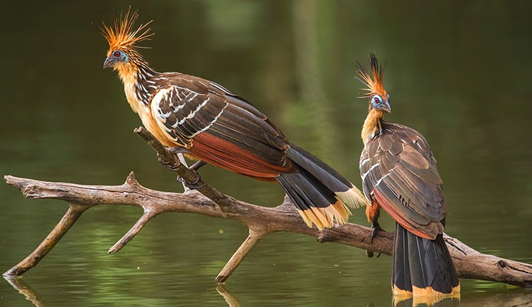 Two hoatzin birds sitting on a branch that is emerging from a river. 