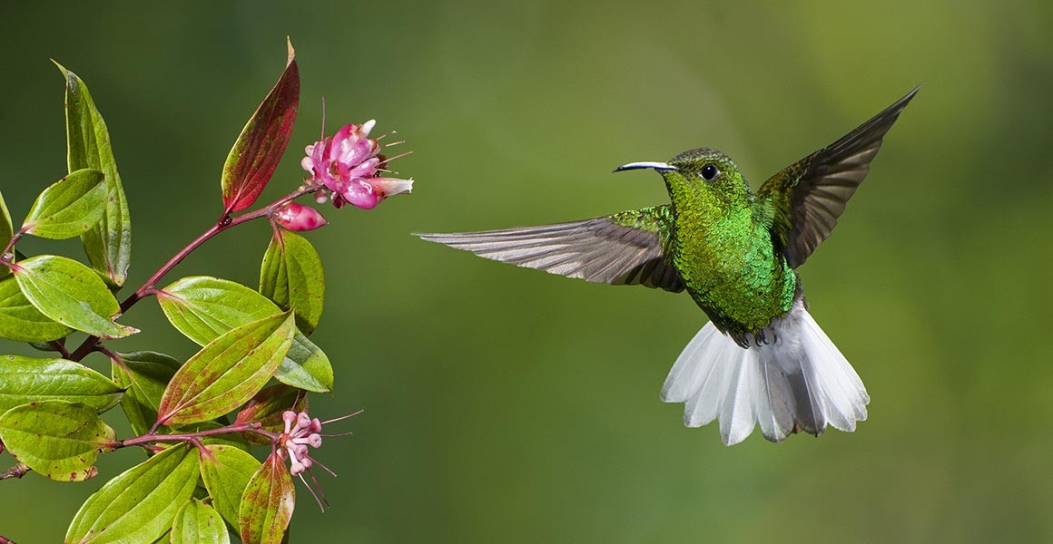 A metallic green hummingbird flying next to a pink flower. 