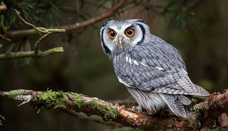 A grey and white owl with bright orange eyes sitting on a branch in a tree. 