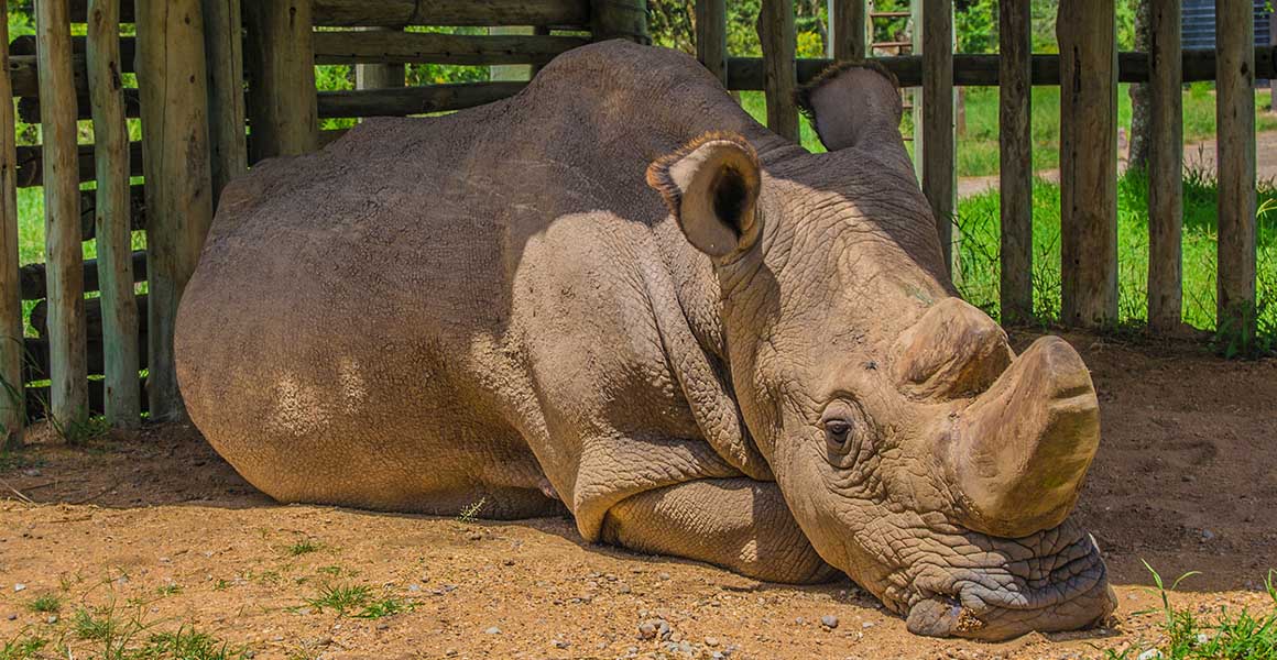 White rhino Sudan dies is all hope lost for this subspecies? Natural
