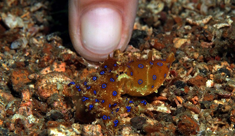 A tiny blue-ringed octopus next to a person's finger for size comparison