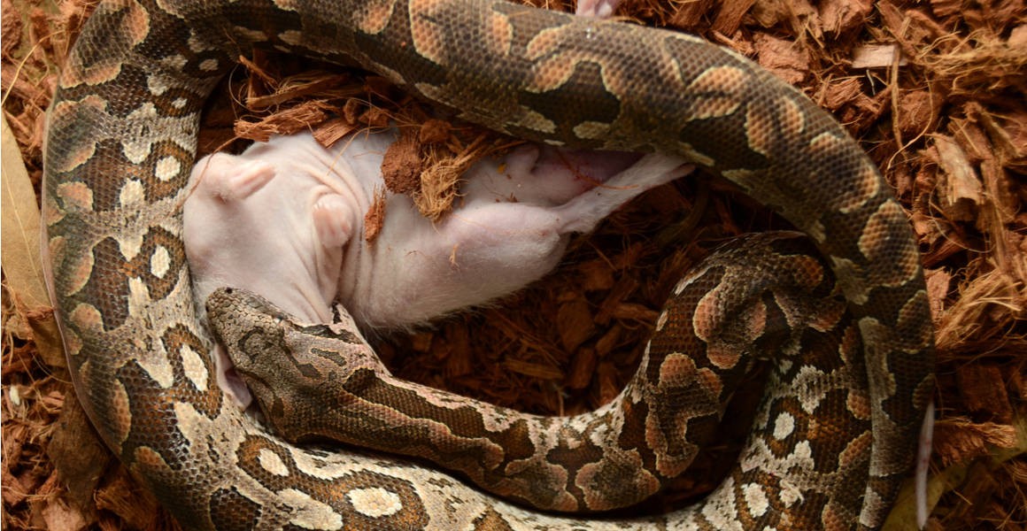 Mystery of how Boa constrictor breathes while crushing prey solved |  Natural History Museum