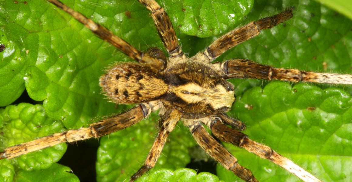 New group of spiders named after David Bowie and his back catalogue |  Natural History Museum