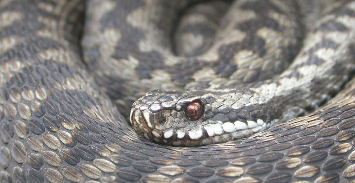 Should We Be Scared Of British Snakes Natural History Museum