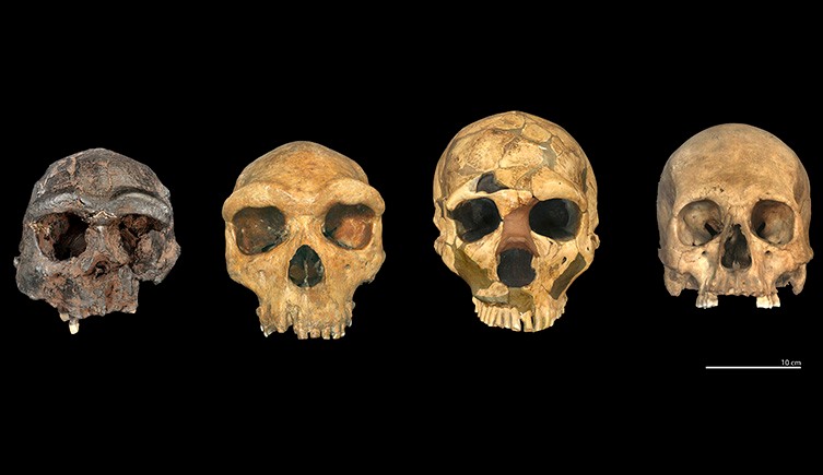 Four ancient human skulls (H. erectus, H. heidelbergensis, H. neanderthalensis, H. sapiens) on a black background.