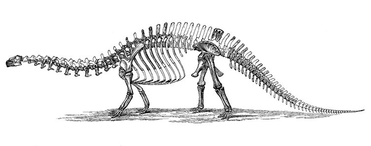 A diagram of Brontosaurus from 1896