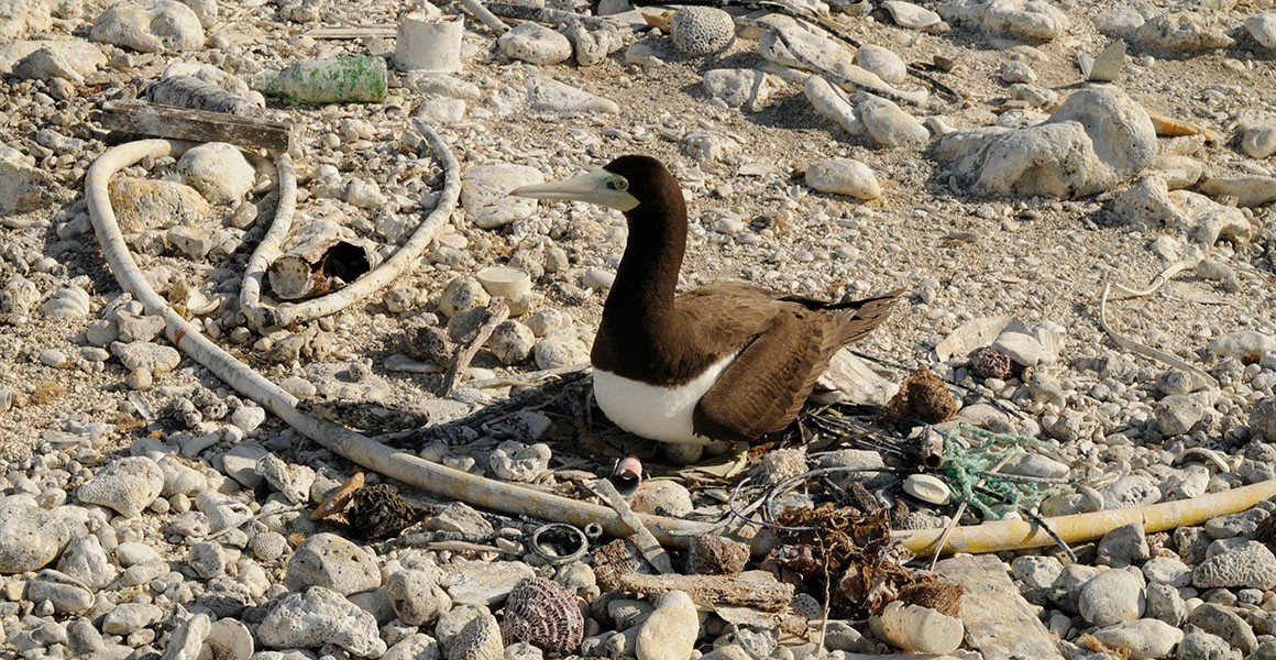 Seabirds in the Pacific are using plastic to build nests | Natural History  Museum