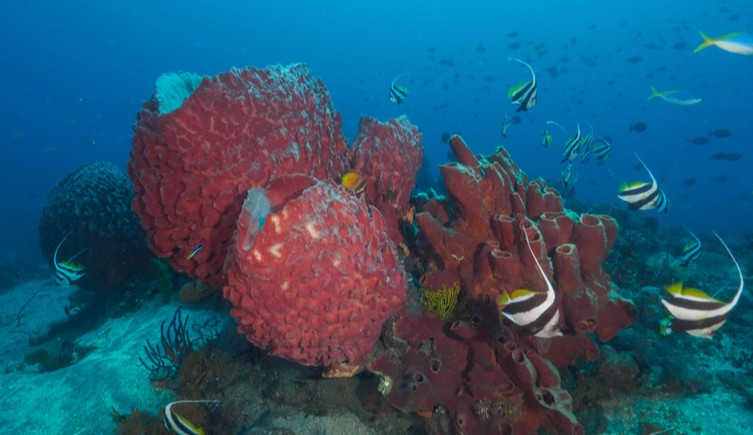 Barrel corals and fish off East Timor