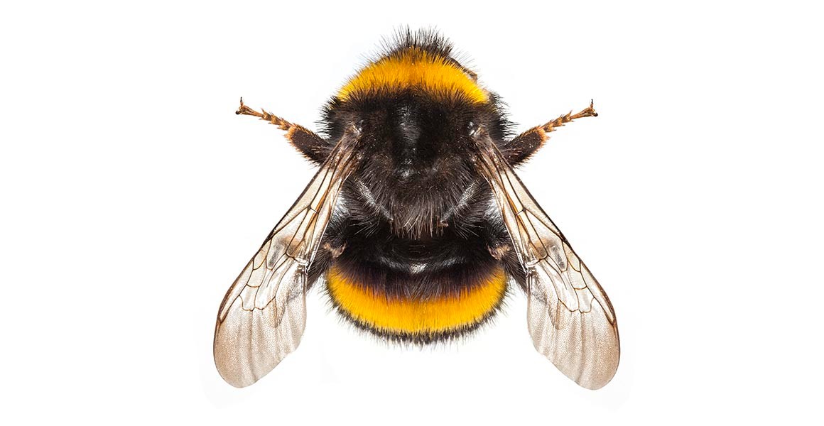 Climate stress is changing the physical shape of UK bumblebees