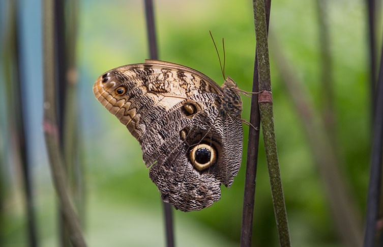Small Birds are Scared Off by Fake Owl Eyes on Butterfly Wings