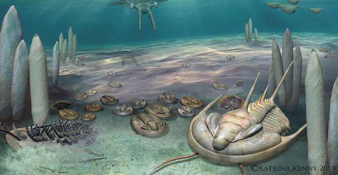 The Cambrian explosion was far shorter than thought | Natural History Museum