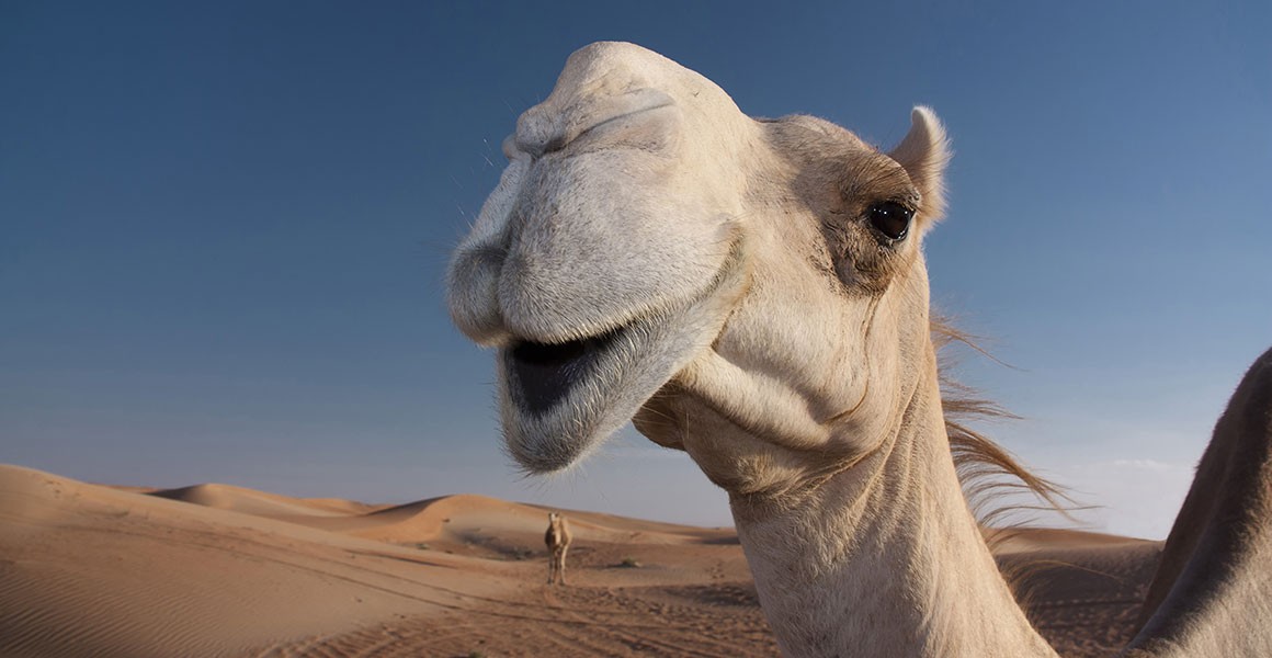 dromedary-camel-face-full-width.jpg.thum
