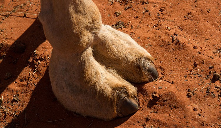 camels hooves