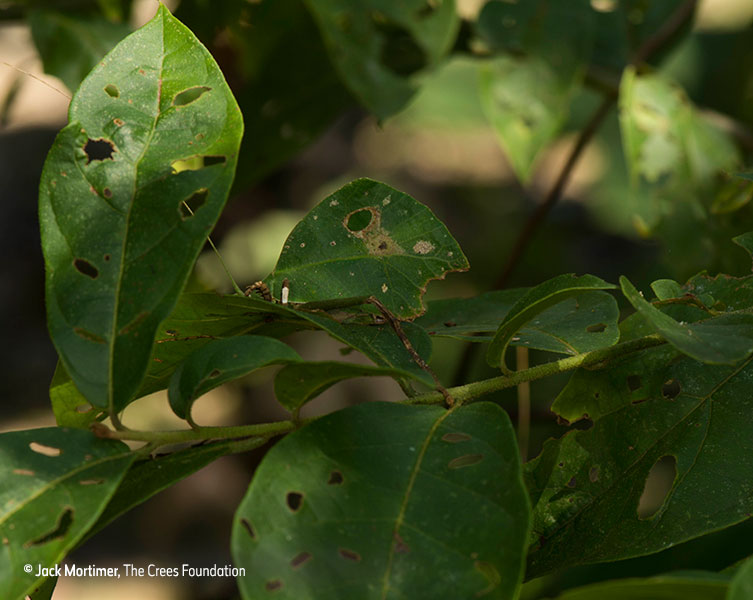 Camouflaged insect