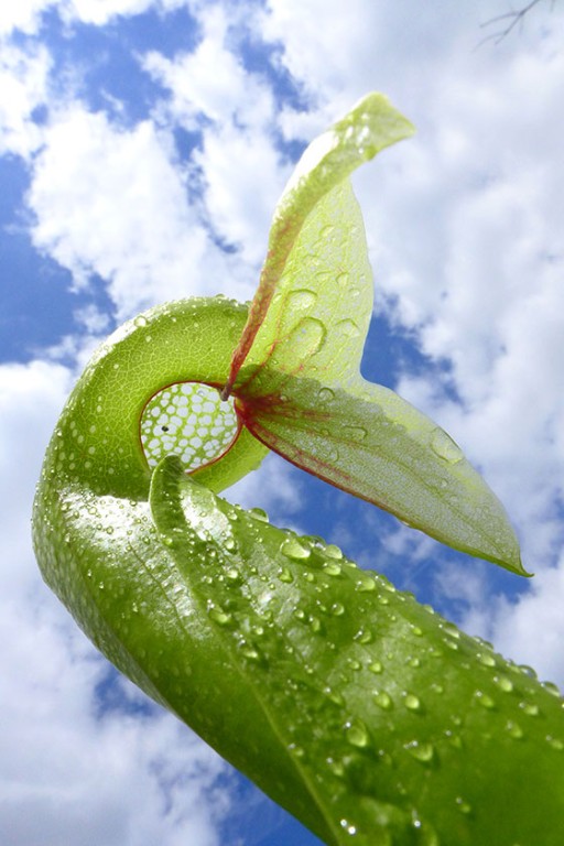 The underside of a cobra carnivorous plant