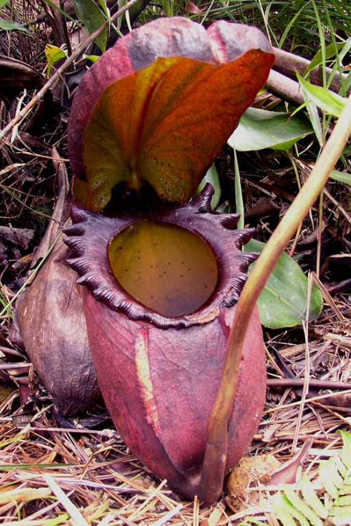 Carnivorous plants: the meat-eaters of the plant world | Natural History  Museum