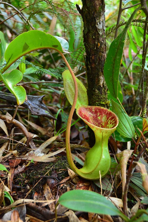 A Low's pitcher plant