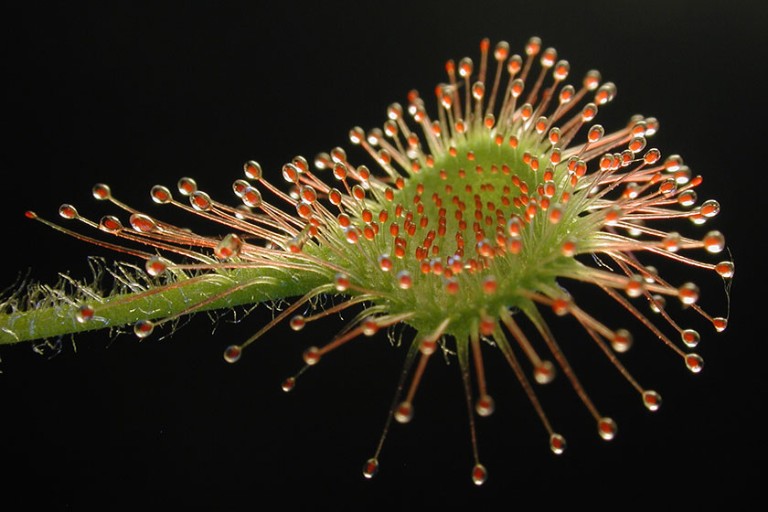A close-up of a sundew leaf