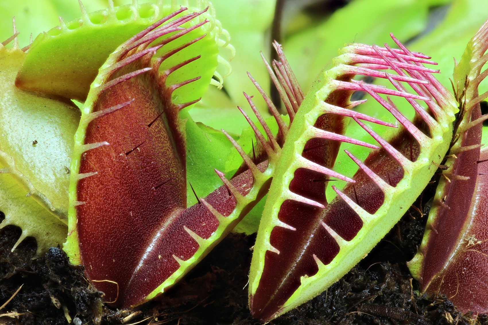 Venus flytrap /meat eating plant