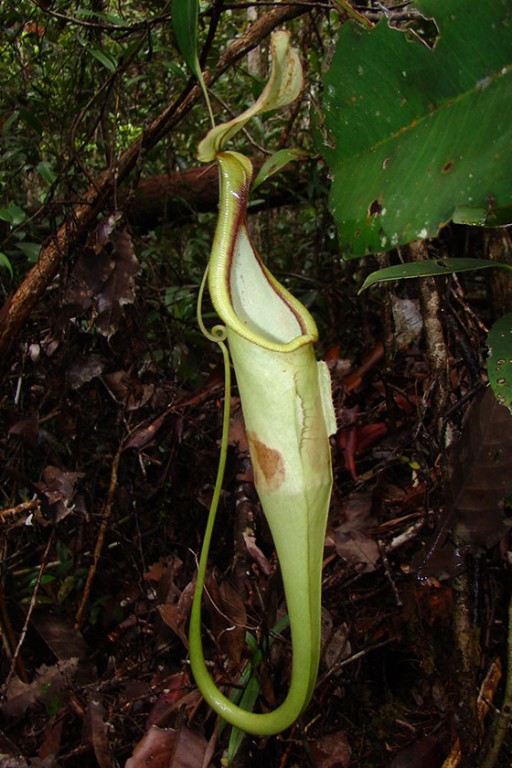 A bat pitcher plant