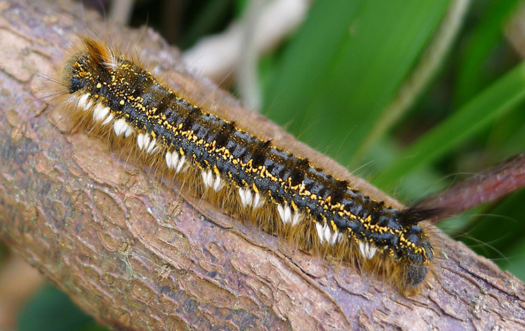 How to grow a cress caterpillar
