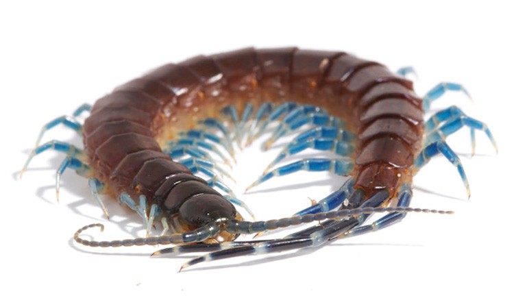 A brown centipede is curled up into a ring shape on a white back ground. It has stirkingly blue legs. 