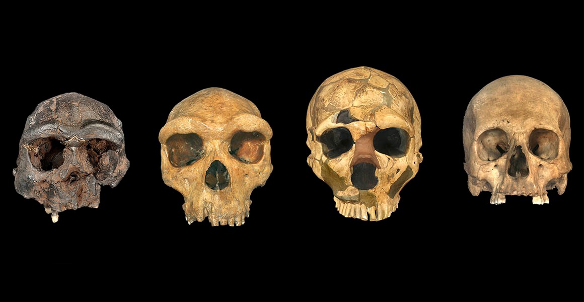 Os crânios de Homo erectus, Homo heidelbergensis, um Neanderthal e um humano moderno.