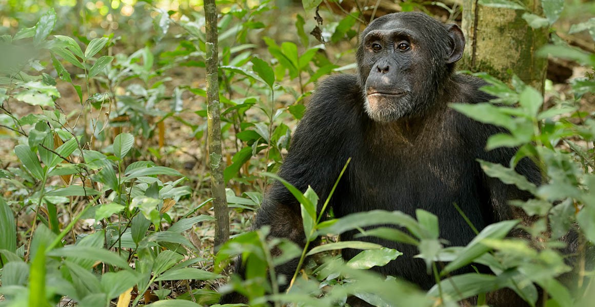 Wildlife holidays. Pan Troglodytes Troglodytes. Pan Troglodytes. Experience of Chimpanzees. Nyungwe Forest.